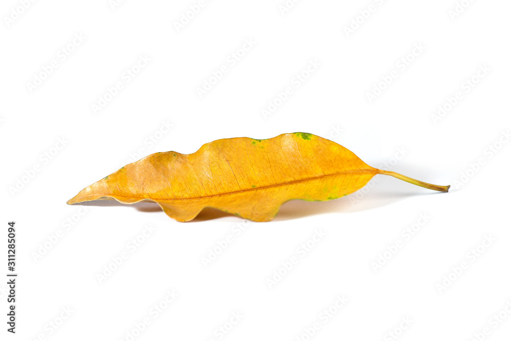 Fototapeta premium autumn leaf isolated on white background