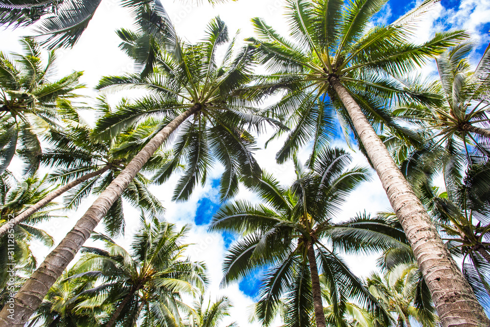 Coconut plantation in Kauai, Hawaii