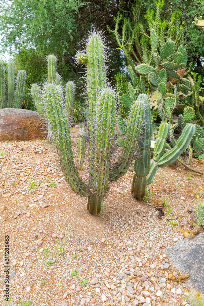 Cordoba Argentina stetsonia coryne cactus Cordoba Argentina stetsonia coryne cactus