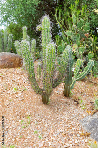 Cordoba Argentina stetsonia coryne cactus photo