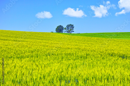 初夏の北海道、美瑛町にある親子の木