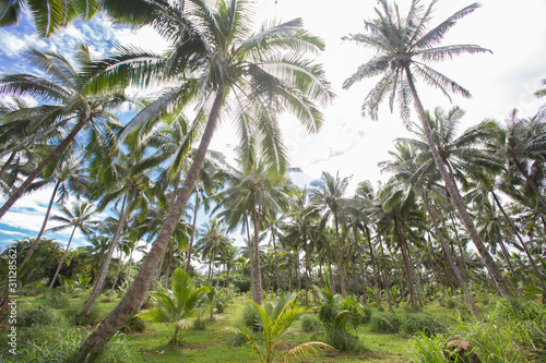 Wallpaper Mural Coconut plantation in Kauai, Hawaii Torontodigital.ca