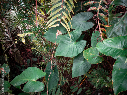 Fototapeta Naklejka Na Ścianę i Meble -  Green leaves of different plants in jungle of Indonesia