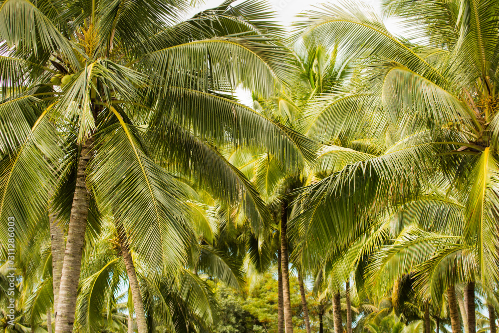 Fototapeta premium Coconut plantation in Kauai, Hawaii