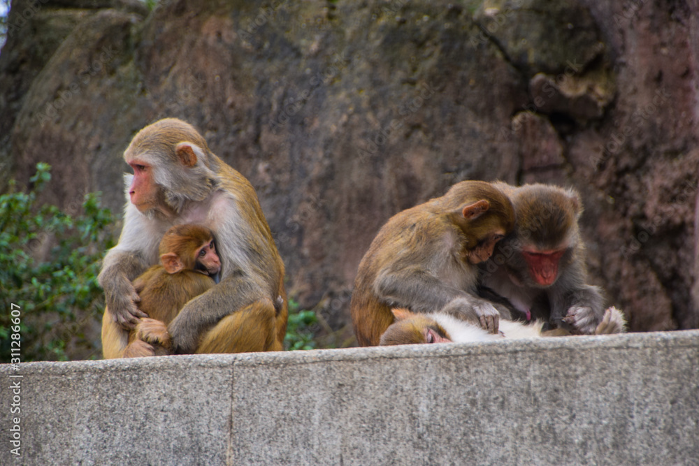 Fototapeta premium 猴子