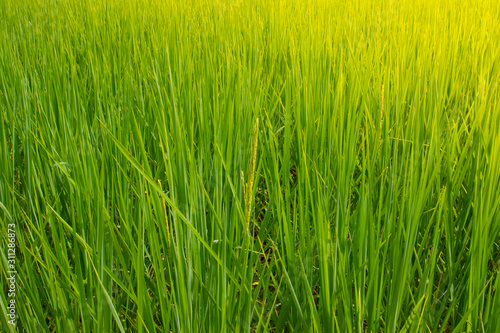 rice field of green grass