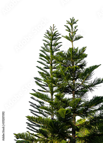 Norfolk island pine in the park , Isolated on white background