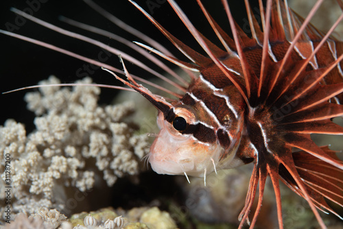 Clearfin Lionfish Close Up