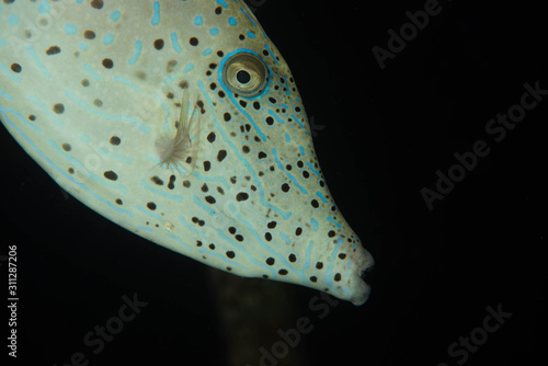 Scrawled Filefish Portrait