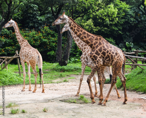 Photography Giraffe in the zoo 动物园里的长颈鹿