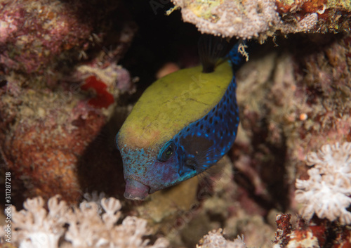 Bluetail Trunkfish
