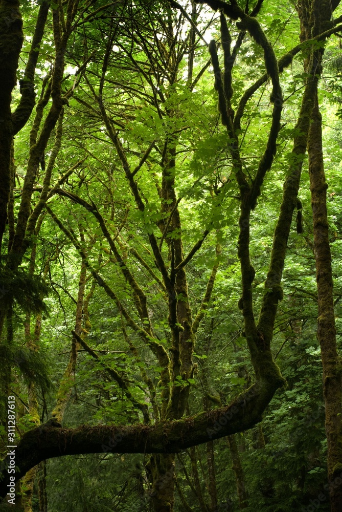 Naklejka premium Washington State Rainforest