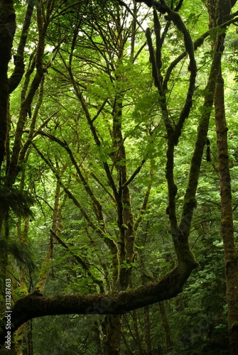 Washington State Rainforest