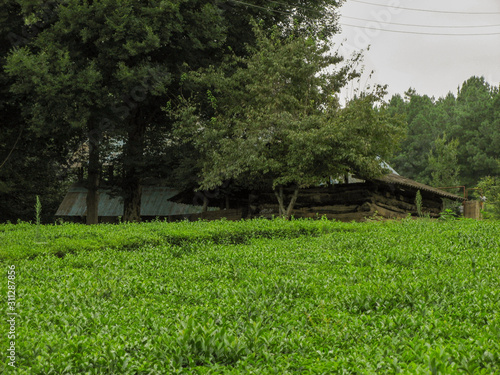 Green tea garden in summer. Wooden hut with trees in the tea garden. Beautiful tea garden with wooden house and green trees background.