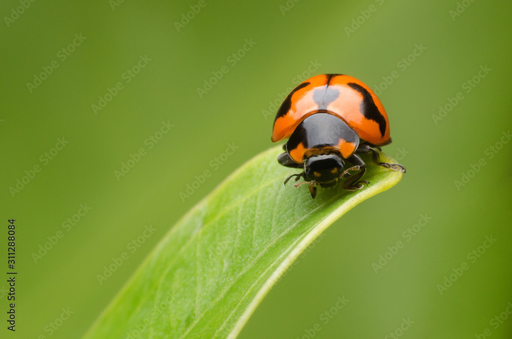 ladybug on green leaf