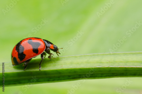 ladybug on green leaf © praderm