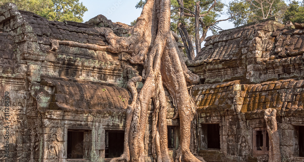 Ancient Khmer architecture, Ta Prohm temple with giant banyan tree at sunrise; Angkor Wat complex in Siem Reap, Cambodia Ancient Khmer architecture, Ta Prohm temple with giant banyan tree at sunrise; Angkor Wat complex in Siem Reap, Cambodia