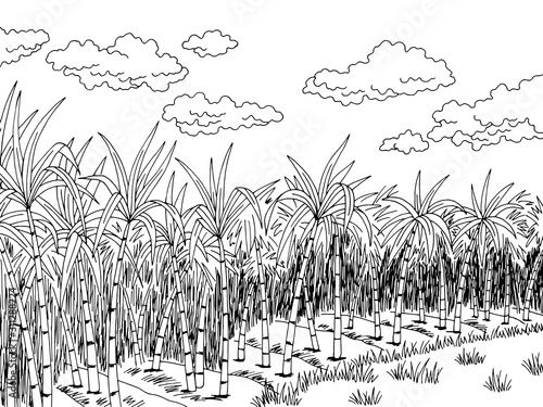 Sugar cane plantation graphic black white landscape sketch illustration vector