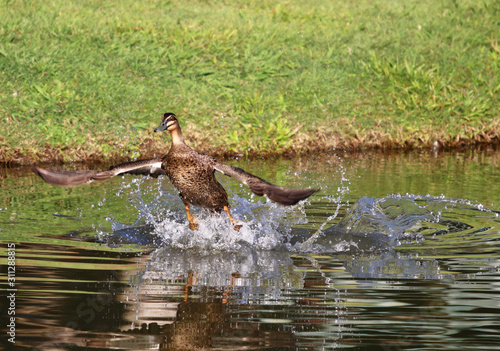 Pacific Black Duck taking off