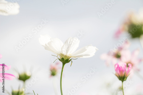 White cosmos flower in the garden