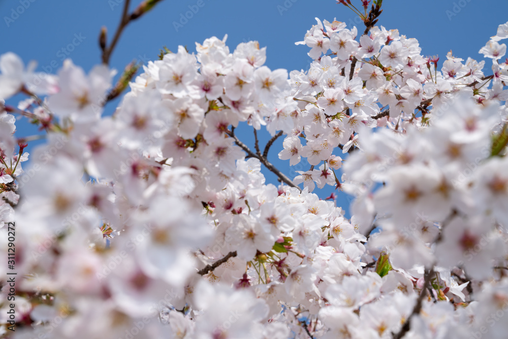 Cherry trees bloom in spring.