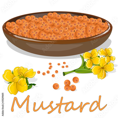 Collection of mustard vector illustrations: mustard seeds, flower, leaves and pod. Isolated on white background.
