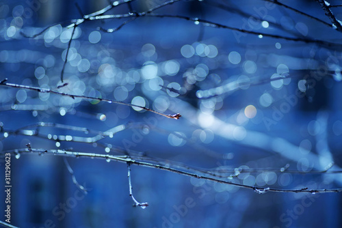 Melting snow on tree branches form water droplets that turn into bokeh orbs