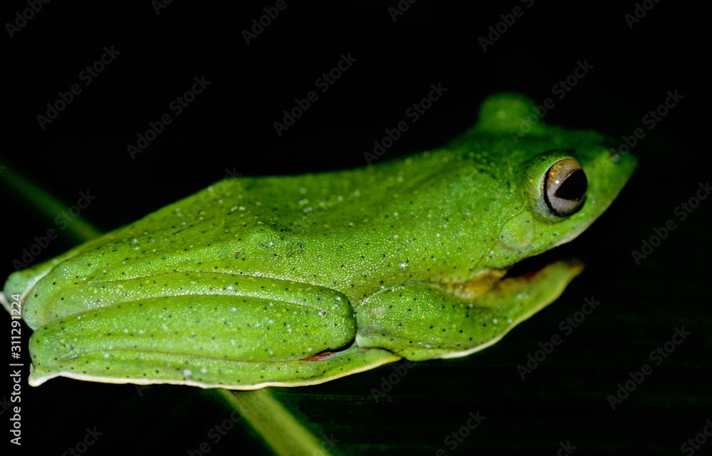 Malabar Gliding Frog from Amboli, Maharashtra Malabar Gliding Frog from Amboli, Maharashtra