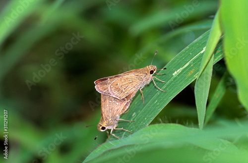 Mating pair of Skippers at Vikhroli Mangroves, Maharashtra photo