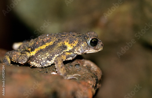 Toad (Bufo Koyanaensis) from Amboli, Maharashtra