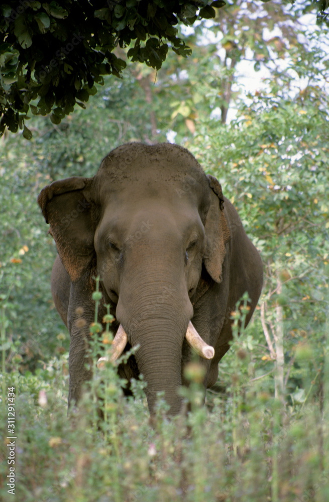 Obraz premium Elephant at Tadoba Tadoba Andhari Tiger Reserve, Maharashtra, India