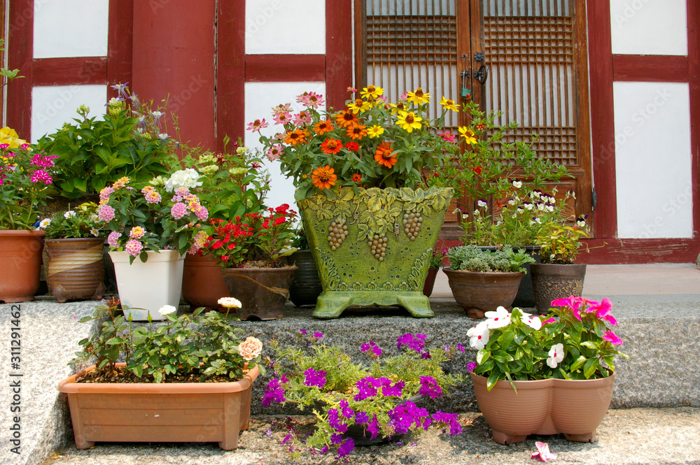 summer flowers in flower pots