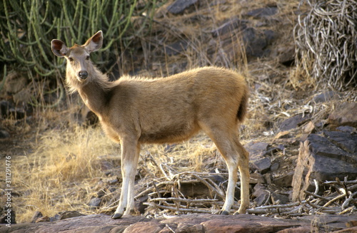 Sambar from Ranthambore National Park  Rajasthan  India