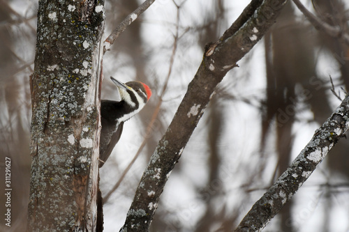 Pileated Woodpecker perched on a trunk © Switch Lab