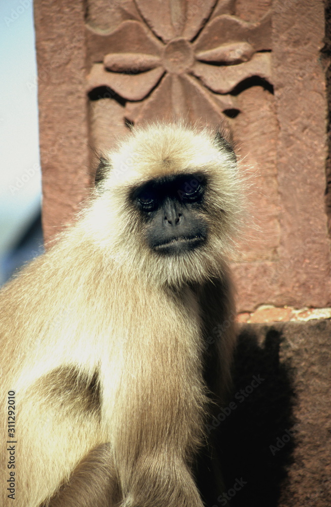 Obraz premium Hanuman Langur