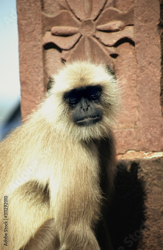 Wallpaper Mural Hanuman Langur Torontodigital.ca