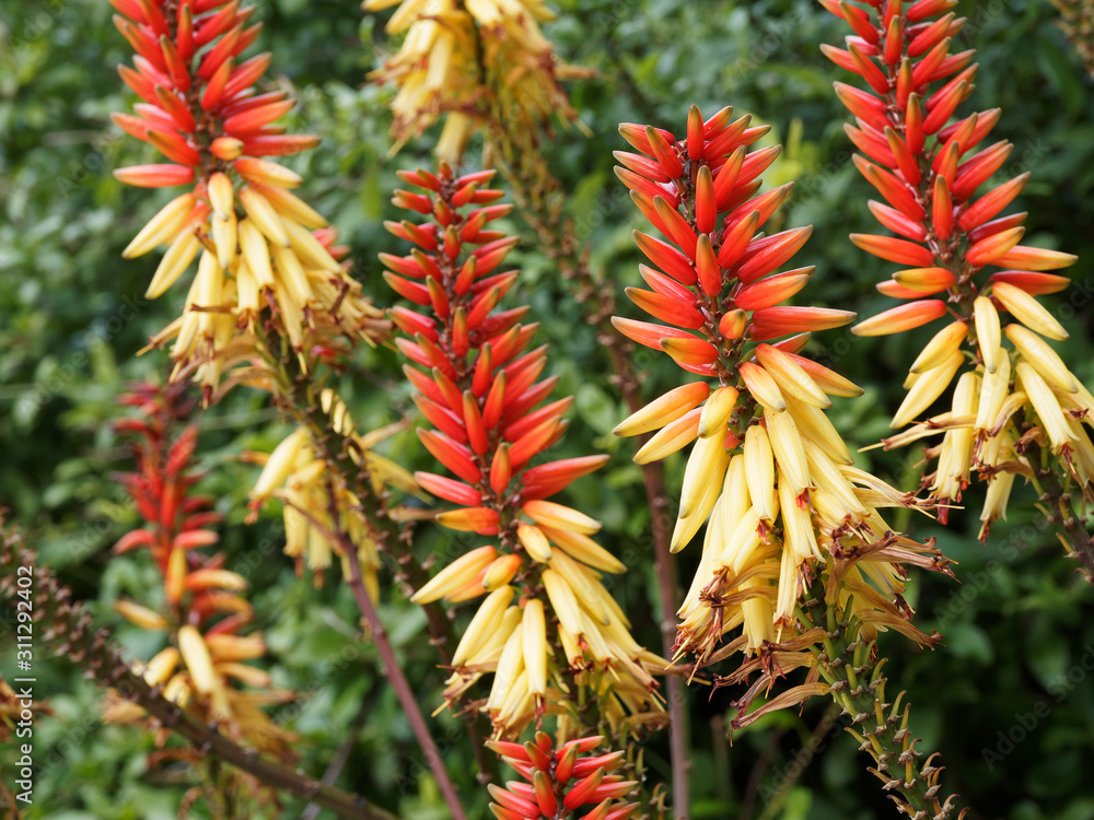 Aloe africana ou capensis - Aloès du Cap bicolore aux magnifiques grappes décoratives de fleurs bicolores jaune et orange, feuilles courbées, gris-vert, bordées de dents pointues rouge Aloe africana ou capensis - Aloès du Cap bicolore aux magnifiques grappes décoratives de fleurs bicolores jaune et orange, feuilles courbées, gris-vert, bordées de dents pointues rouge