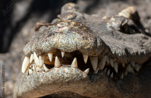 Close up Head of Crocodile with Teeth in The Mouth Isolated on Background