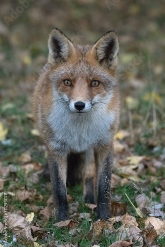 Portrait of a red fox (Vulpes vulpes) in natural autumn environment. Amsterdamse waterleiding duinen in the Netherlands. Writing space.