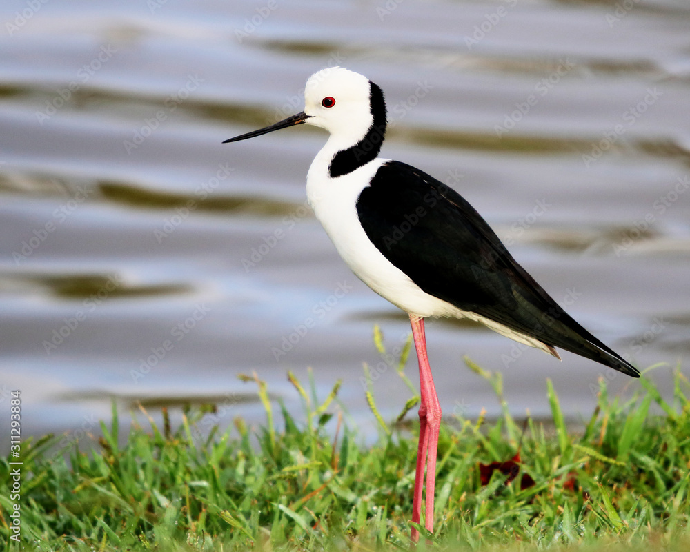 Stilt Stilt
