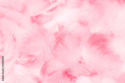 Beautiful abstract colorful white and pink feathers on white background and soft white red feather texture on pink pattern, pink background