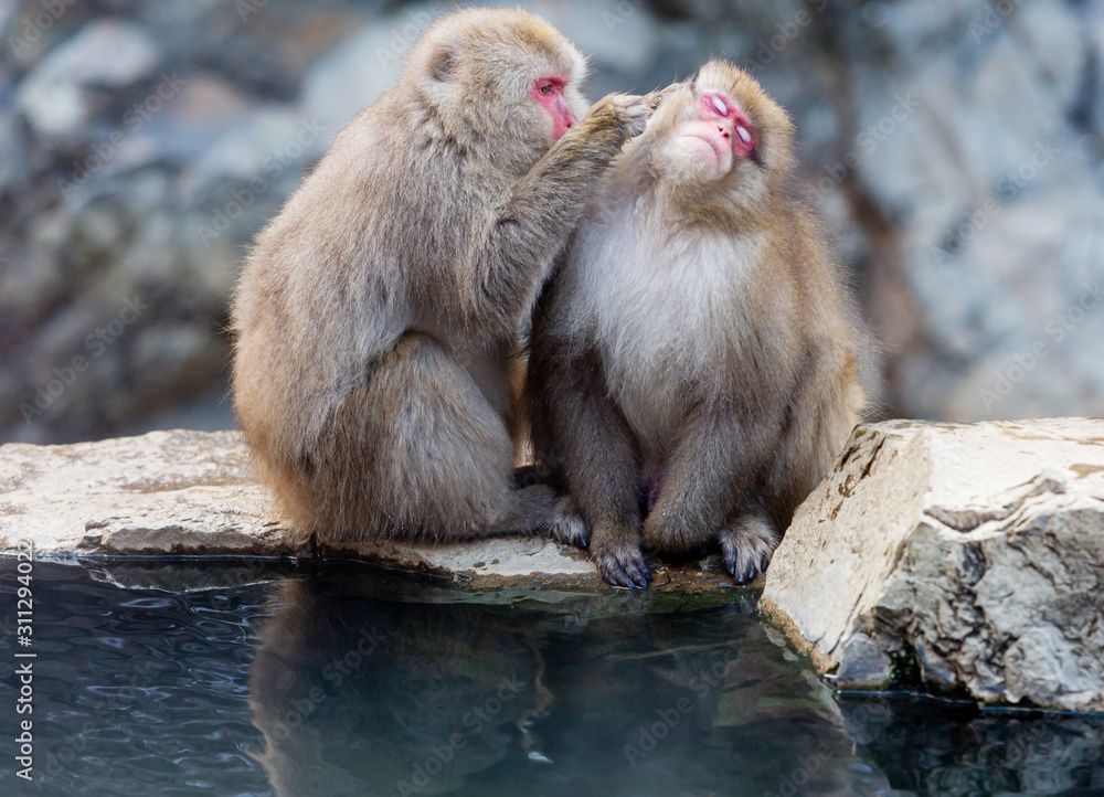 Naklejka premium Japanese macaque (Macaca fuscata). Snow monkey at Jigokudani hotspring in Nagano, Japan