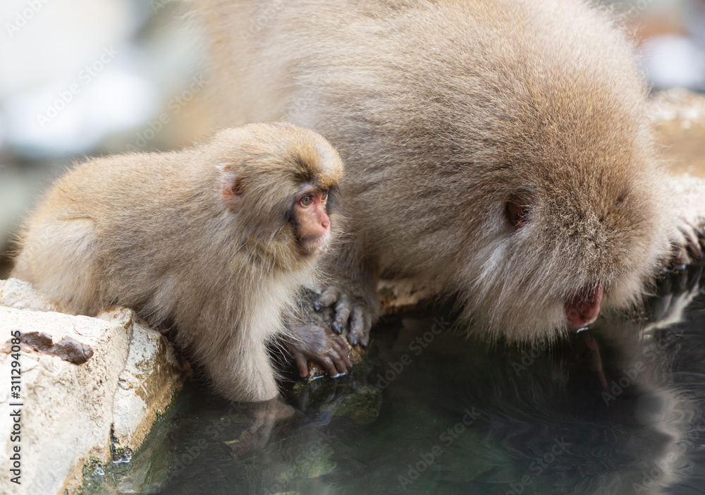 Naklejka premium Japanese macaque (Macaca fuscata). Snow monkey at Jigokudani hotspring in Nagano, Japan