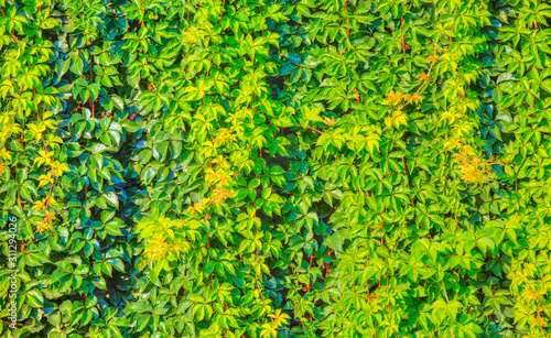 Green and yellow ivy- green background