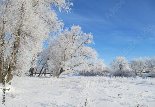 Clear winter day. The trees on the river Bank are covered with frost. © I_n_g_r_i_t