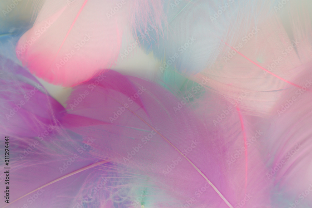 Beautiful abstract purple and blue feathers on white background and soft white pink feather texture on white pattern, colorful background Beautiful abstract purple and blue feathers on white background and soft white pink feather texture on white pattern, colorful background