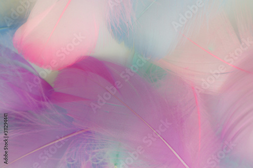 Beautiful abstract purple and blue feathers on white background and soft white pink feather texture on white pattern  colorful background
