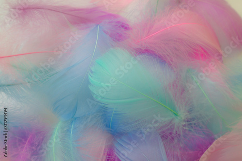 Beautiful abstract purple and blue feathers on white background and soft white pink feather texture on white pattern, colorful background