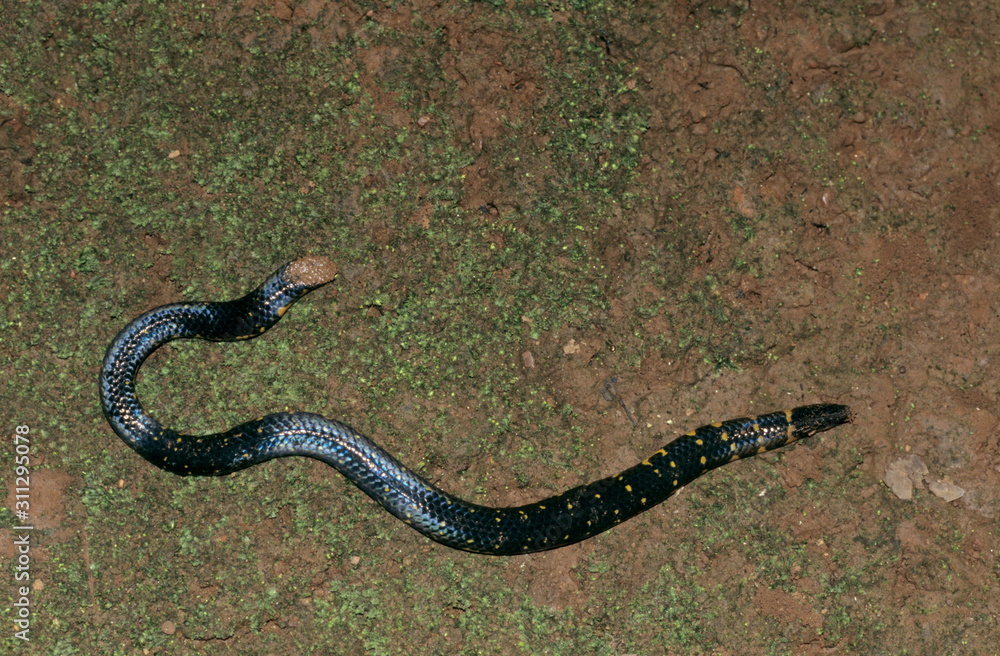 Shield Tail at Amboli, Maharashtra, India Shield Tail at Amboli, Maharashtra, India
