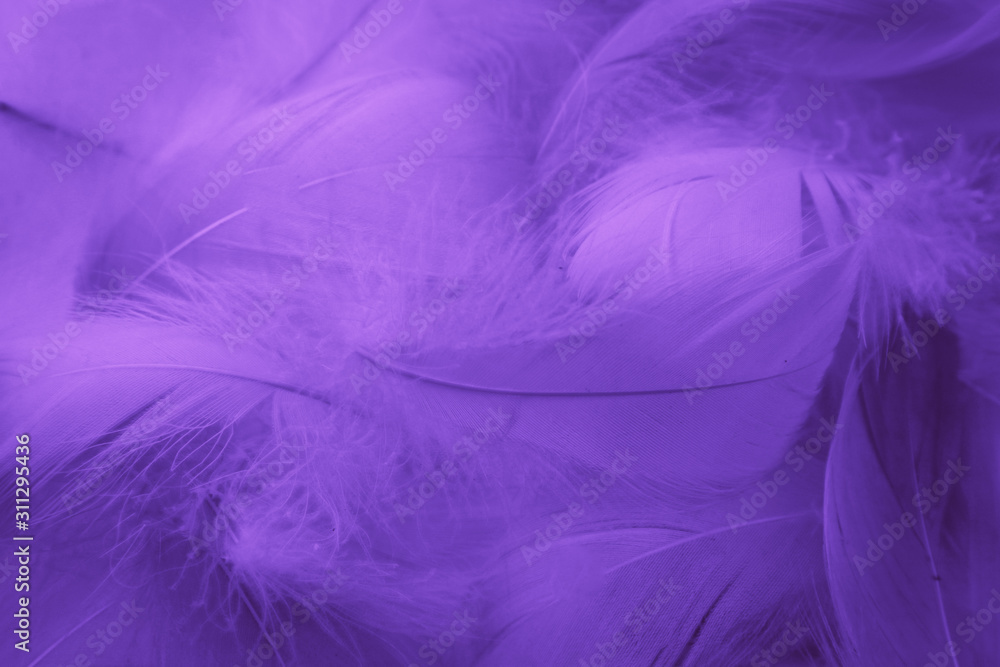 Beautiful abstract colorful blue and light purple feathers on white background and soft white pink feather texture on white pattern and purple background Beautiful abstract colorful blue and light purple feathers on white background and soft white pink feather texture on white pattern and purple background